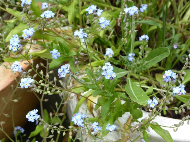 Forget me nots